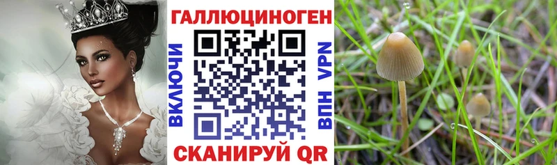 дарк нет телеграм Пролетарск Псилоцибиновые грибы GOLDEN TEACHER blacksprut tor